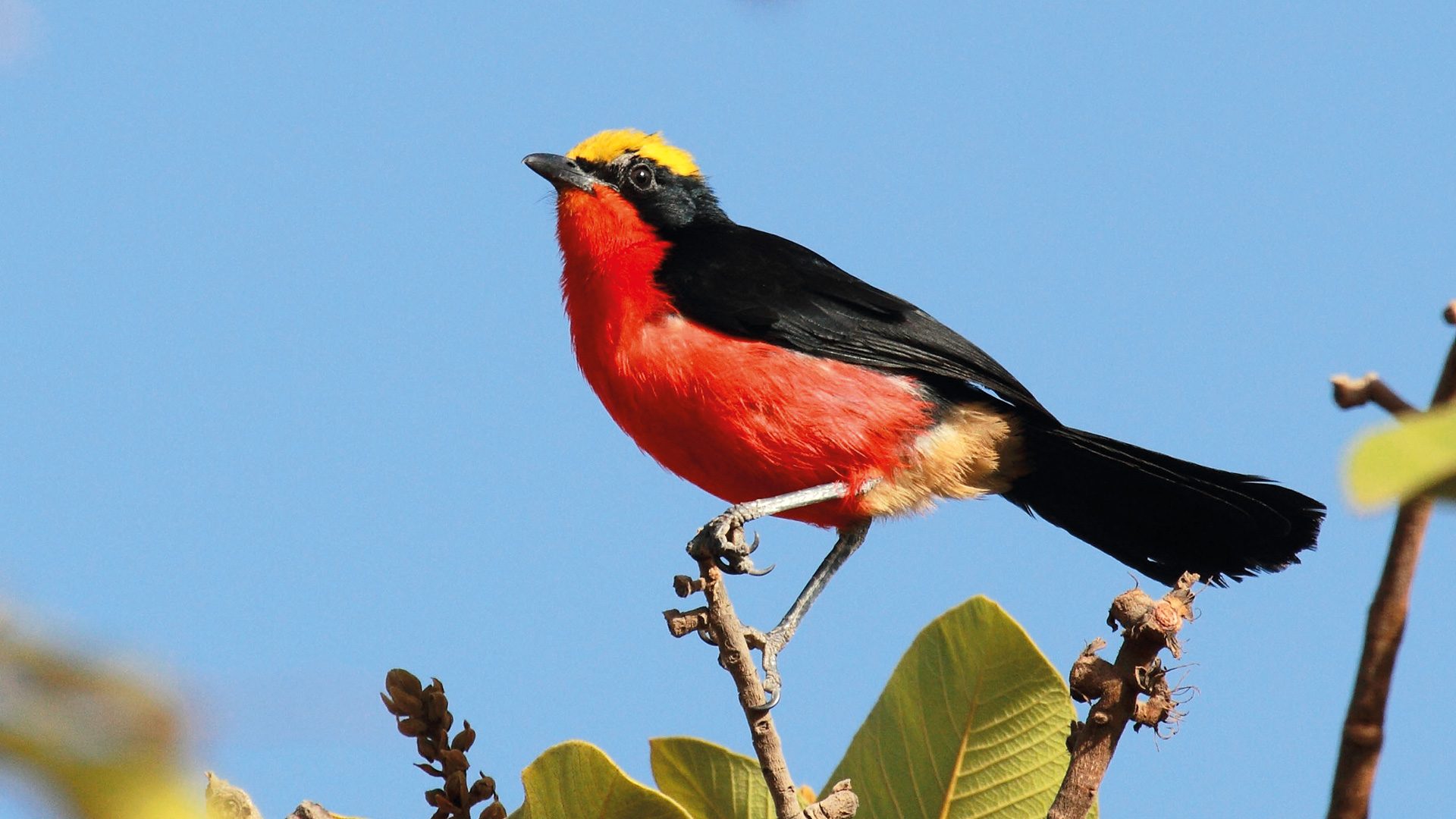ornithologische-reise-gambia-senegal-goldscheitelwuerger-fullscreen